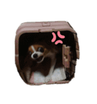 ハナだよ（個別スタンプ：10）