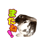 ロコモコの日常（個別スタンプ：13）