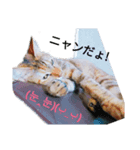 コタ仔の日常（個別スタンプ：7）