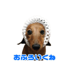 愛犬レオンとマロンのスタンプ（個別スタンプ：9）