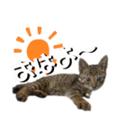 我が家のニャン子達。（個別スタンプ：1）
