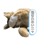 我が家のニャン子達。（個別スタンプ：3）