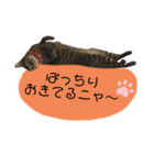 我が家のニャン子達。（個別スタンプ：4）