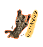 我が家のニャン子達。（個別スタンプ：6）