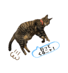 我が家のニャン子達。（個別スタンプ：7）