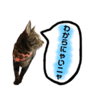 我が家のニャン子達。（個別スタンプ：9）