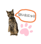 我が家のニャン子達。（個別スタンプ：10）