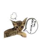 我が家のニャン子達。（個別スタンプ：11）