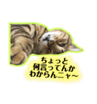 我が家のニャン子達。（個別スタンプ：12）