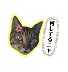 我が家のニャン子達。（個別スタンプ：16）