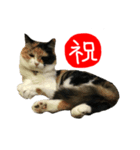 祝・卒猫スタンプ（個別スタンプ：1）