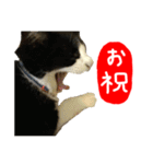 祝・卒猫スタンプ（個別スタンプ：2）