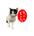 祝・卒猫スタンプ（個別スタンプ：3）