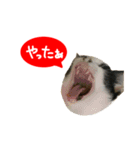 祝・卒猫スタンプ（個別スタンプ：4）