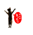 祝・卒猫スタンプ（個別スタンプ：5）