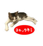 祝・卒猫スタンプ（個別スタンプ：6）