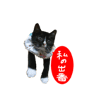 祝・卒猫スタンプ（個別スタンプ：7）