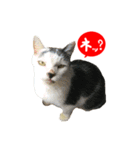 祝・卒猫スタンプ（個別スタンプ：9）