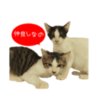 祝・卒猫スタンプ（個別スタンプ：10）