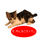 祝・卒猫スタンプ（個別スタンプ：11）