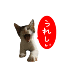 祝・卒猫スタンプ（個別スタンプ：14）