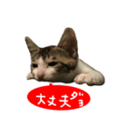 祝・卒猫スタンプ（個別スタンプ：15）