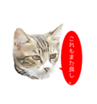 祝・卒猫スタンプ（個別スタンプ：16）