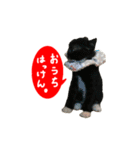 祝・卒猫スタンプ（個別スタンプ：18）