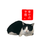 祝・卒猫スタンプ（個別スタンプ：20）