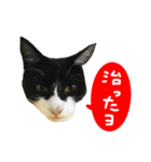 祝・卒猫スタンプ（個別スタンプ：21）
