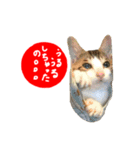 祝・卒猫スタンプ（個別スタンプ：22）