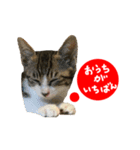 祝・卒猫スタンプ（個別スタンプ：23）