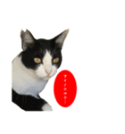 祝・卒猫スタンプ（個別スタンプ：24）