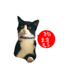 祝・卒猫スタンプ（個別スタンプ：25）