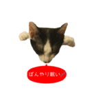 祝・卒猫スタンプ（個別スタンプ：26）