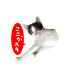 祝・卒猫スタンプ（個別スタンプ：27）