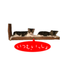 祝・卒猫スタンプ（個別スタンプ：28）