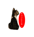 祝・卒猫スタンプ（個別スタンプ：31）