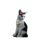 ねこの敬語（個別スタンプ：1）