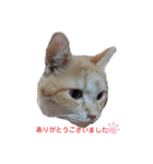 ねこの敬語（個別スタンプ：2）