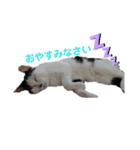 ねこの敬語（個別スタンプ：3）