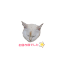 ねこの敬語（個別スタンプ：5）