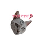ねこの敬語（個別スタンプ：6）