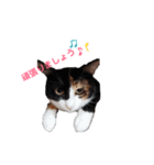 ねこの敬語（個別スタンプ：7）