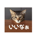 紅さんの日々是好日  2（個別スタンプ：2）