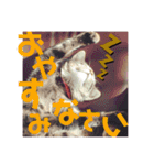 紅さんの日々是好日  2（個別スタンプ：7）