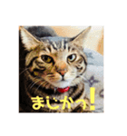 紅さんの日々是好日  2（個別スタンプ：15）