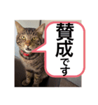 紅さんの日々是好日  2（個別スタンプ：19）