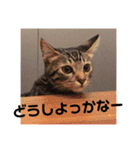 紅さんの日々是好日  2（個別スタンプ：20）