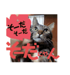 紅さんの日々是好日  2（個別スタンプ：22）